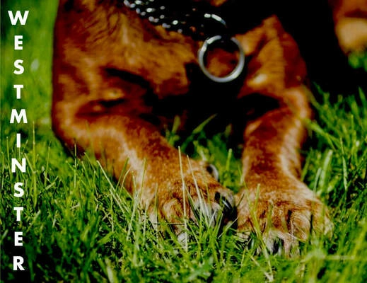 WESTMINSTER Cape Cod Times Events