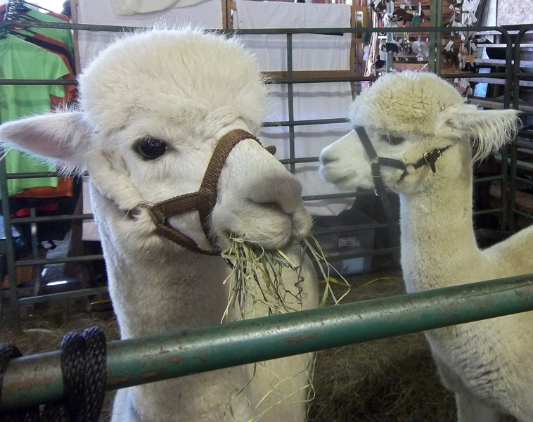 36th Annual Vermont Sheep & Wool Festival Tunbridge, VT