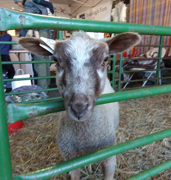 36th Annual Vermont Sheep & Wool Festival Tunbridge, VT