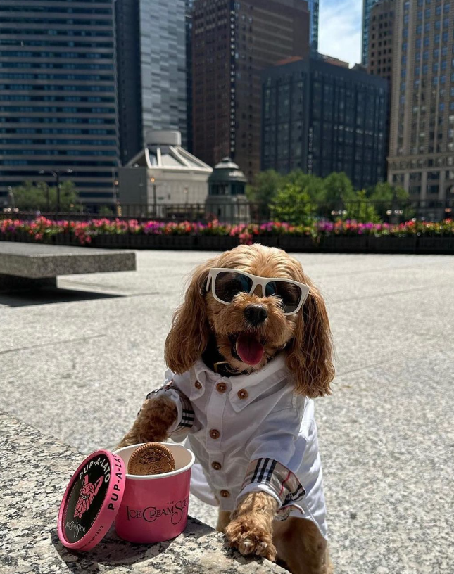 PAWS on the Plaza at The Langham, Chicago