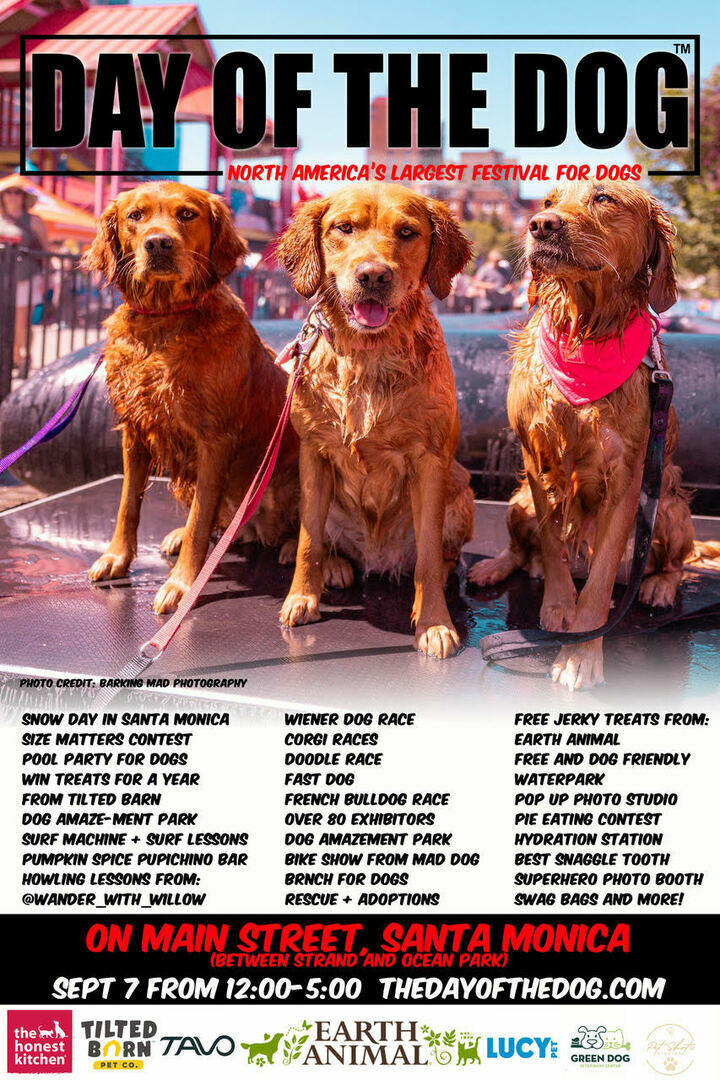 The Day of the Dog Festival - The Day of the Dog Festival