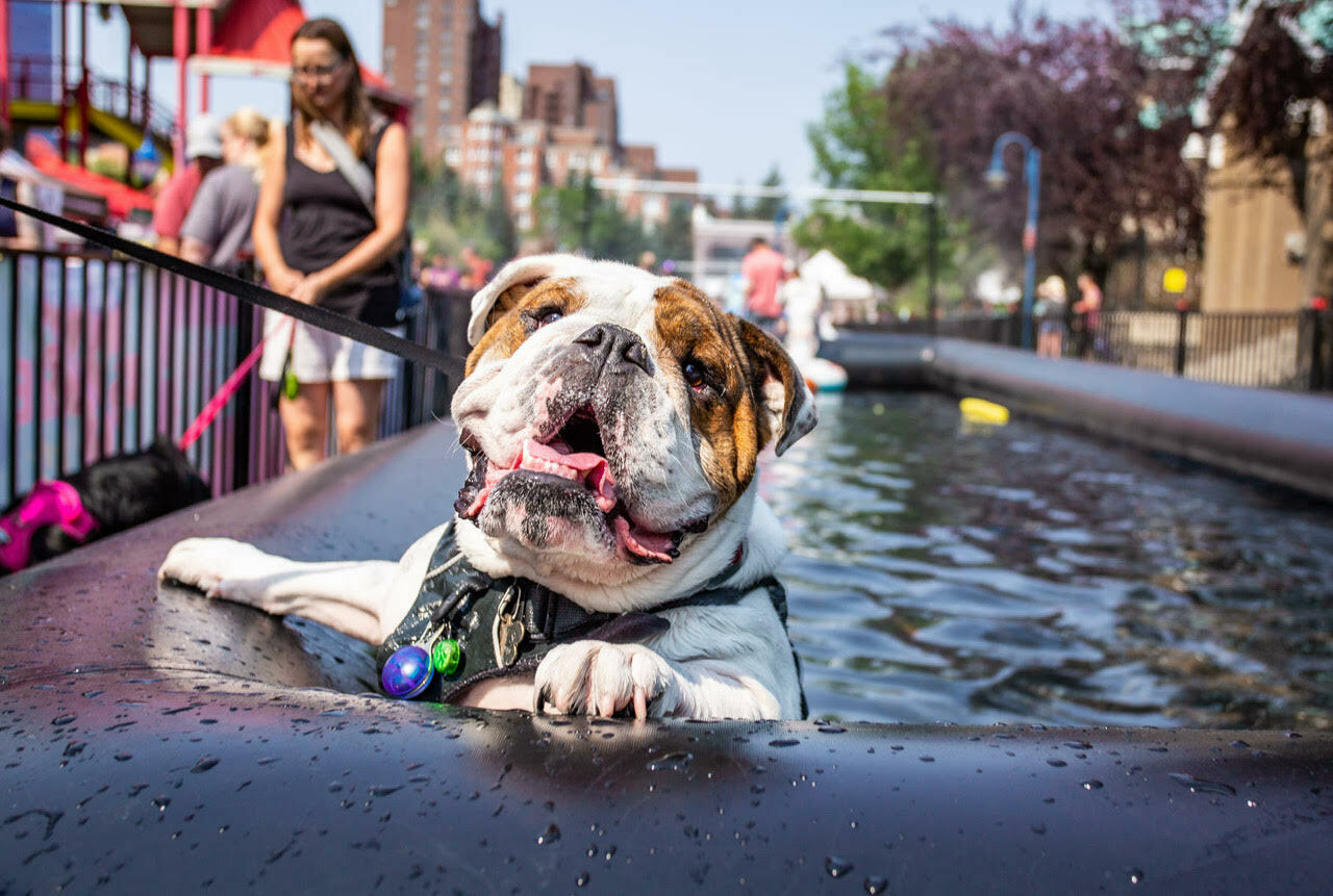 The Day of the Dog Festival - The Day of the Dog Festival