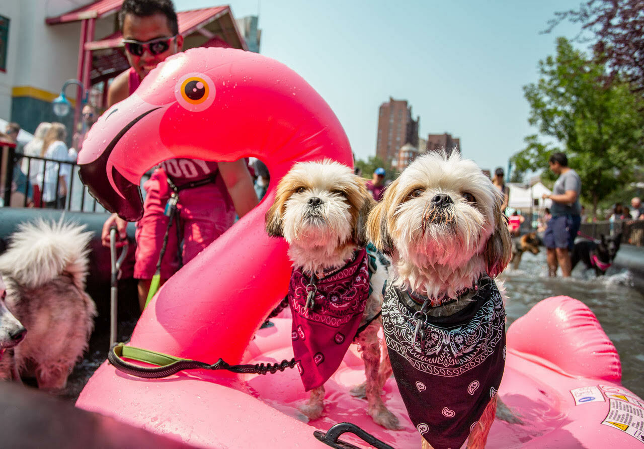 The Day of the Dog Festival - The Day of the Dog Festival
