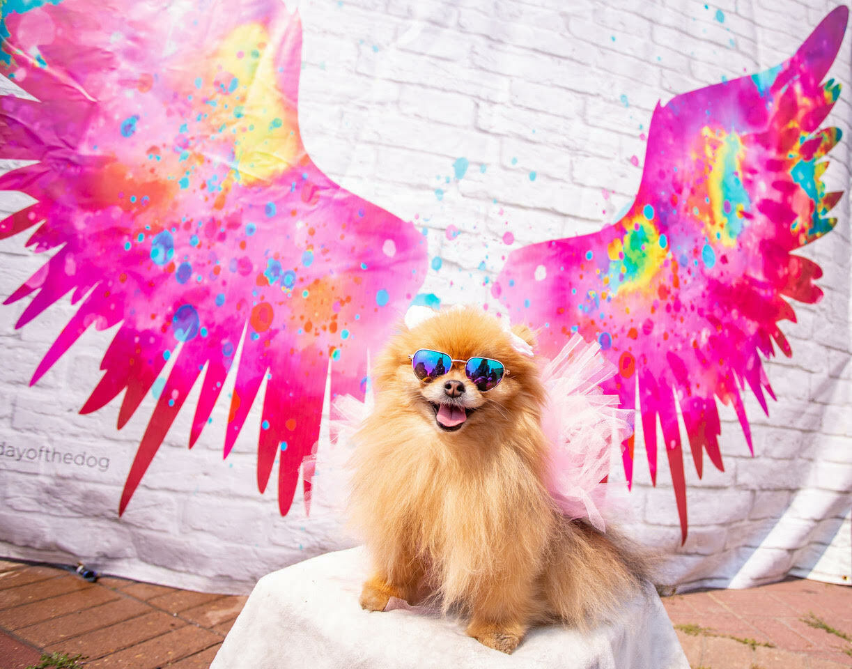 The Day of the Dog Festival - The Day of the Dog Festival