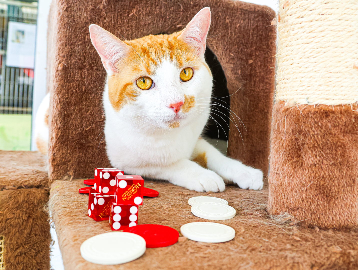 Save 'Em by the Sea Casino Night benefitting Humane Animal Partners - Save 'Em by the Sea Casino Night benefitting Humane Animal Partners