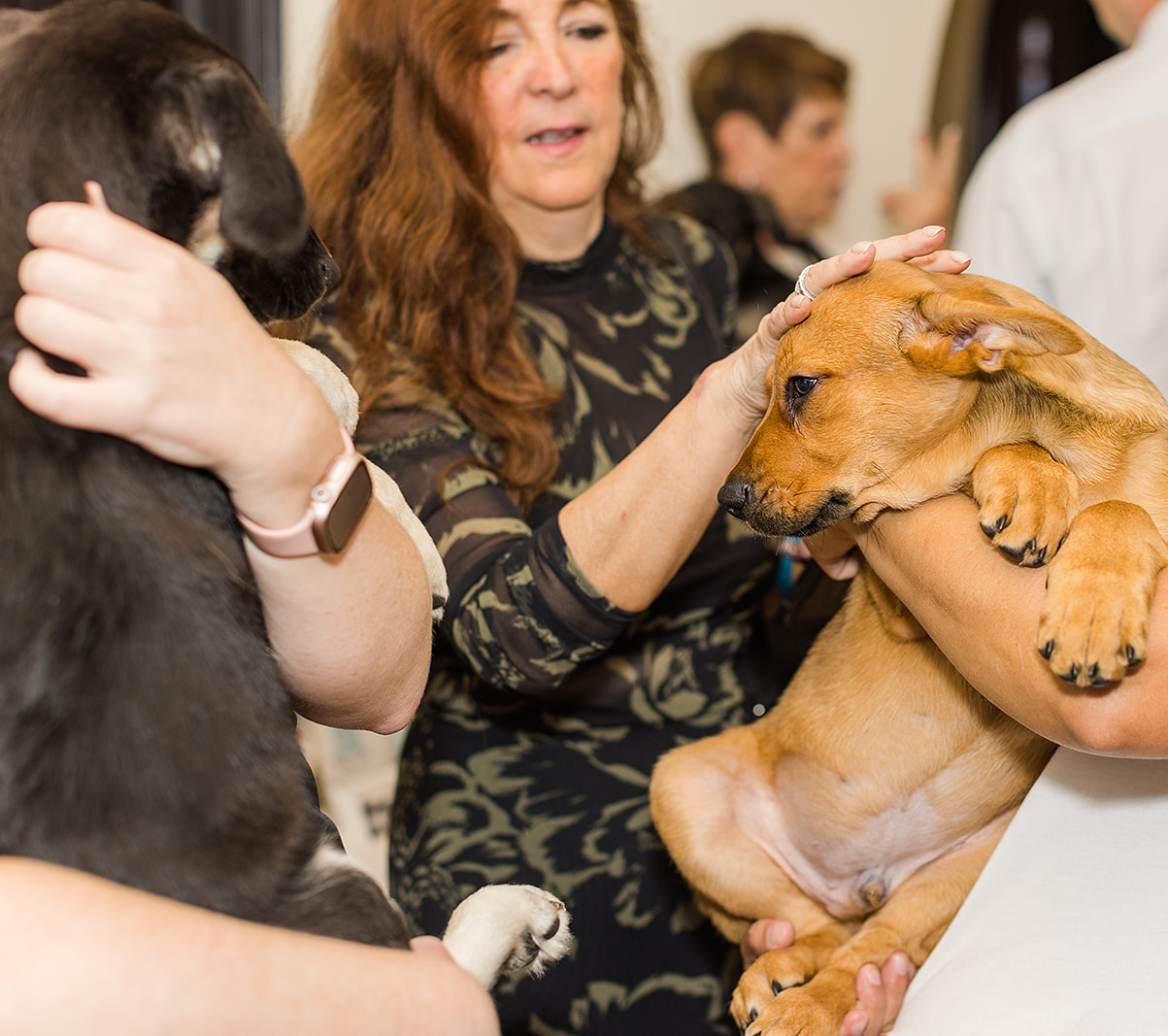 Festivin at Wrigley Mansion - Festivin at Wrigley Mansion