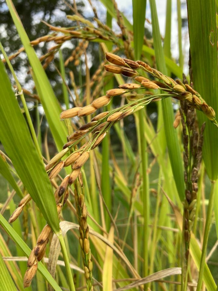 North Carolina Rice Festival at Brunswick Town/Fort Anderson State Historic Site