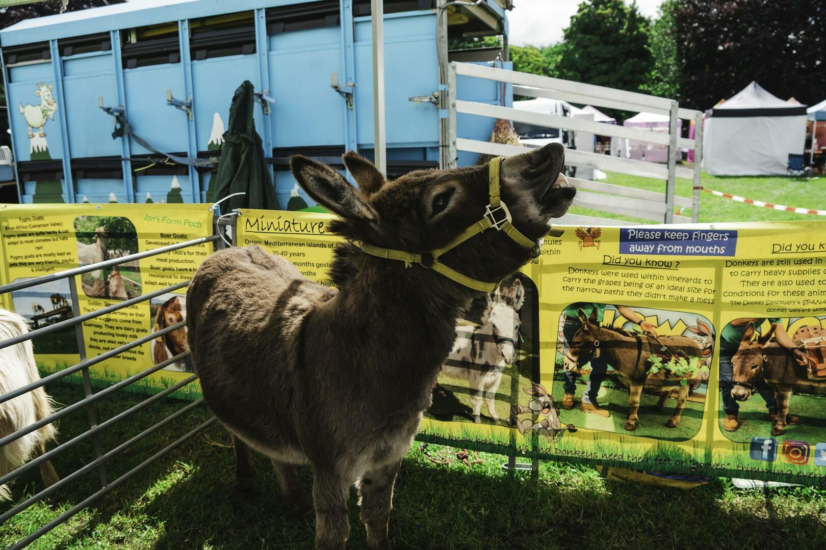 The Newcastle Food Festival 2025: A Springtime Feast - The Newcastle Food Festival 2025: A Springtime Feast