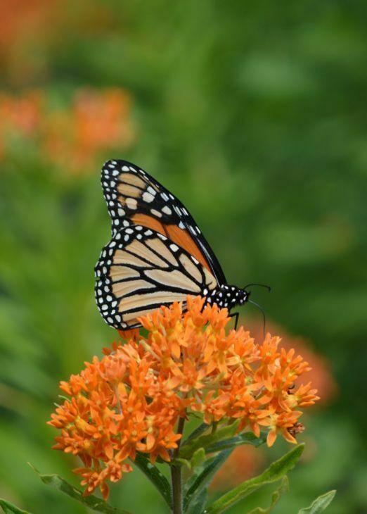 Native & Neighborhood Plant Sale - Native & Neighborhood Plant Sale