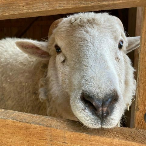 Sheep & Wool Festival