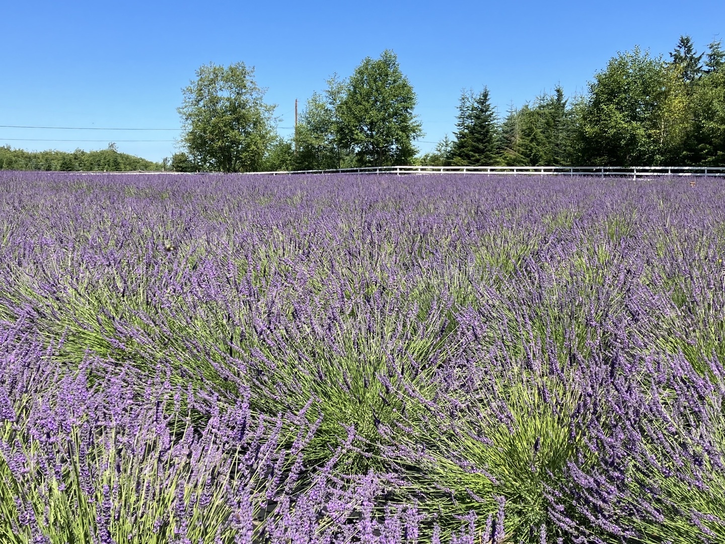 BLOOM FEST 2025 - Lavender Festival July 26 & 27 - BLOOM FEST 2025 - Lavender Festival July 26 & 27