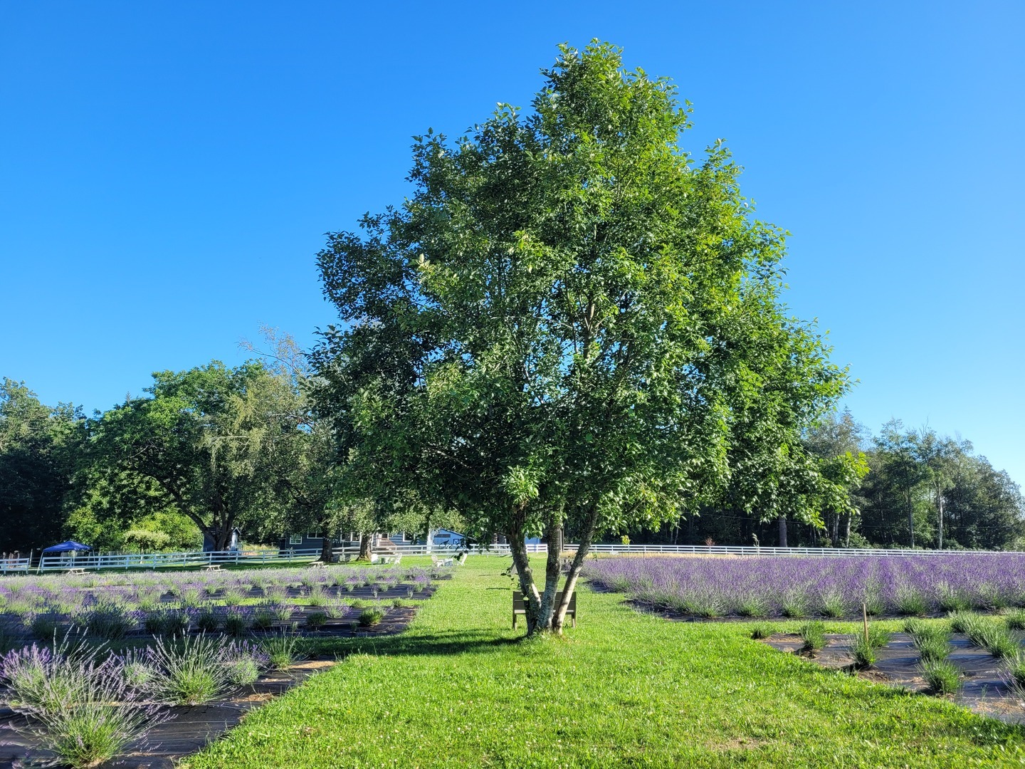 BLOOM FEST 2025 - Lavender Festival July 26 & 27 - BLOOM FEST 2025 - Lavender Festival July 26 & 27