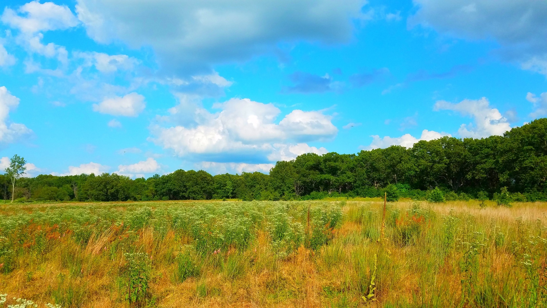Forage & Feast Survival Skills Campout - Forage & Feast Survival Skills Campout