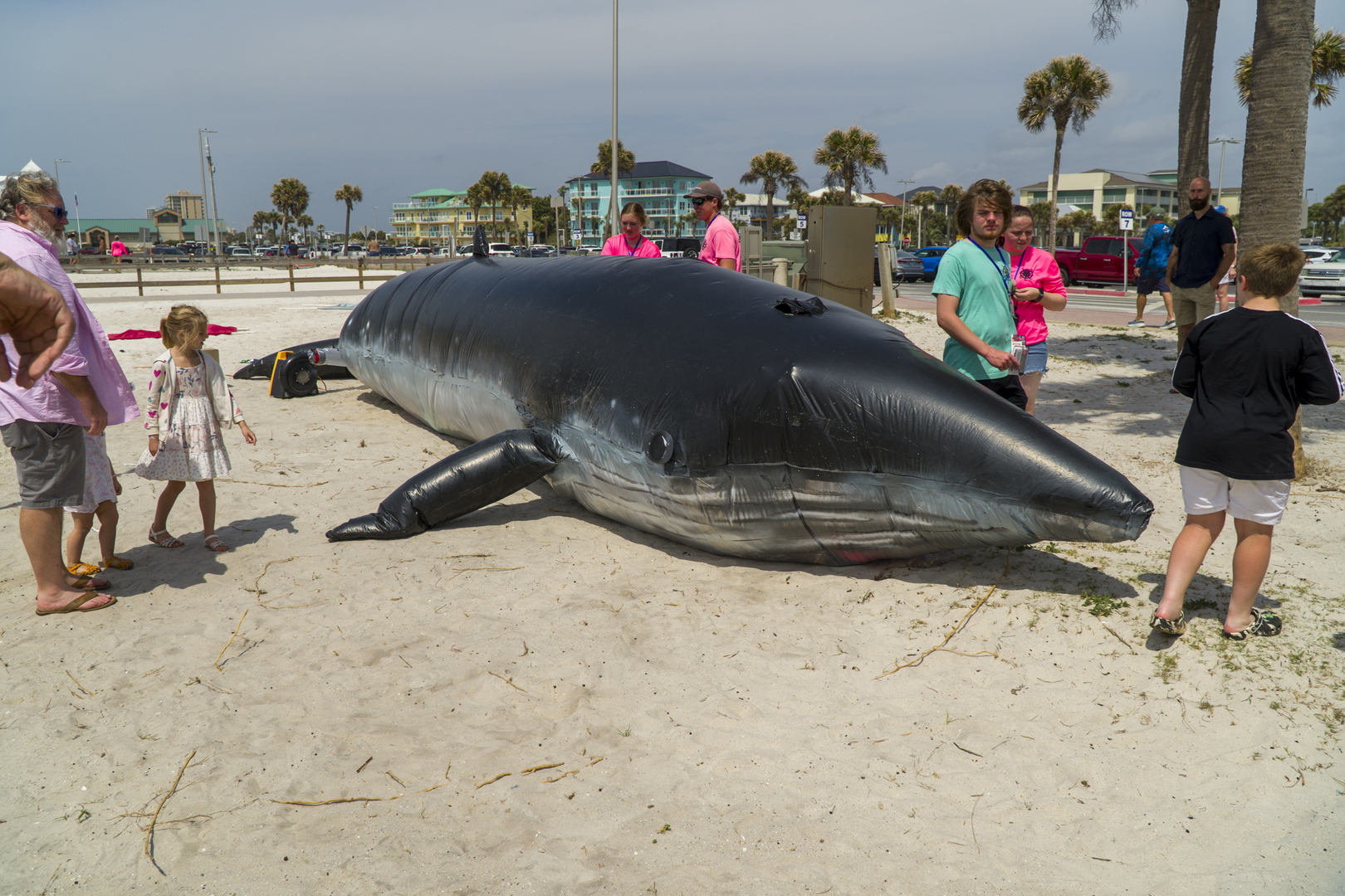 Gulf Coast Whale Festival - Gulf Coast Whale Festival
