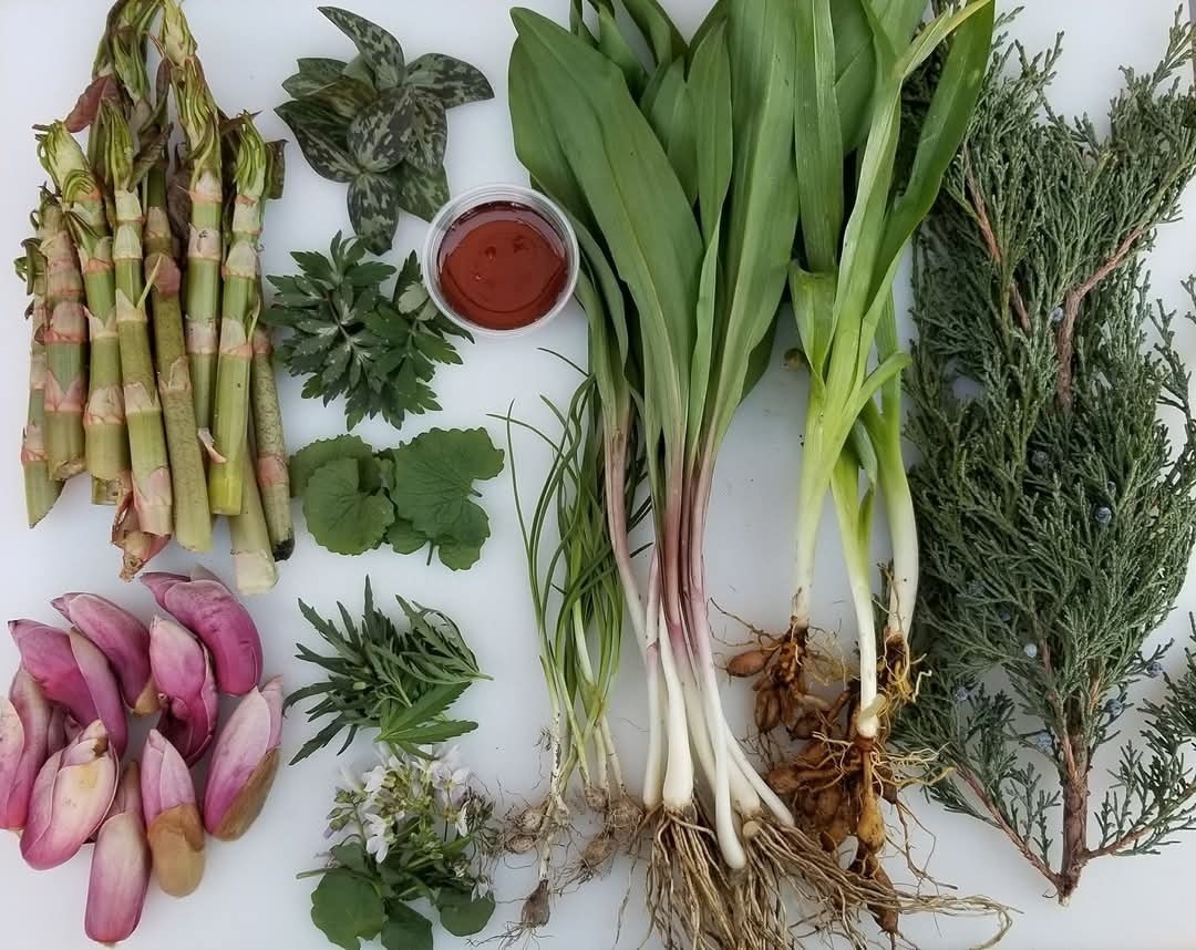 Eat the Neighborhood Foraging Walk & Dinner: Khepri Cafe, Albany Park