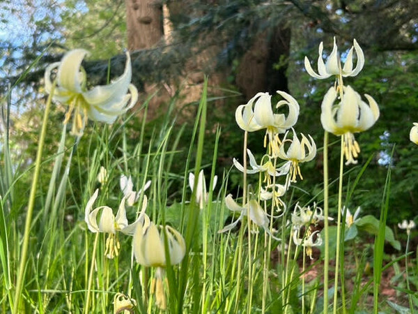 Awbrey Park's 14th Annual Wildflower Celebration - Awbrey Park's 14th Annual Wildflower Celebration