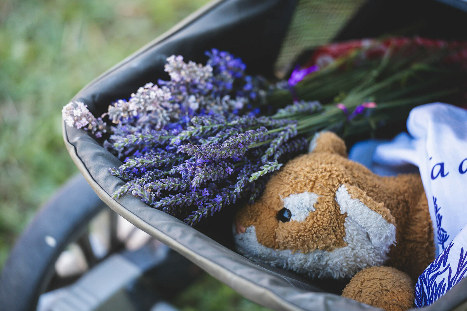 Lavender Bloom Festival - Lavender Bloom Festival