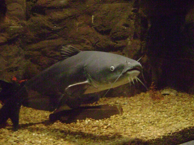 Inaugural Chesapeake Catfish Cook-Off