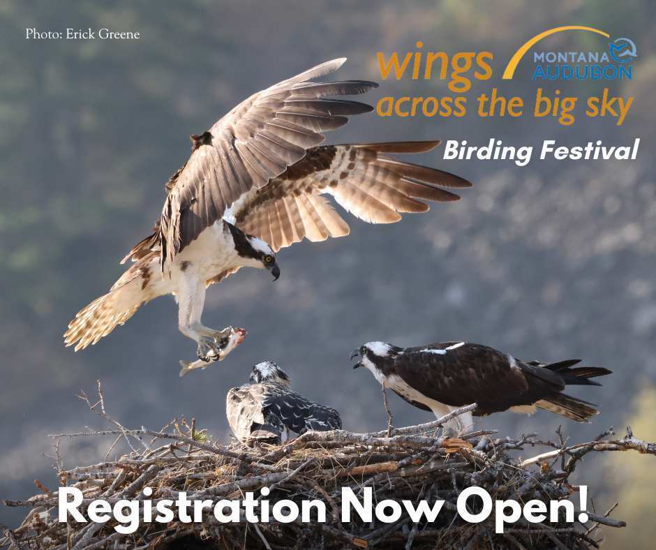 Wings Across the Big Sky Birding Festival - Wings Across the Big Sky Birding Festival