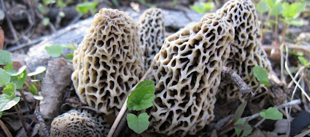 National Morel Mushroom Festival