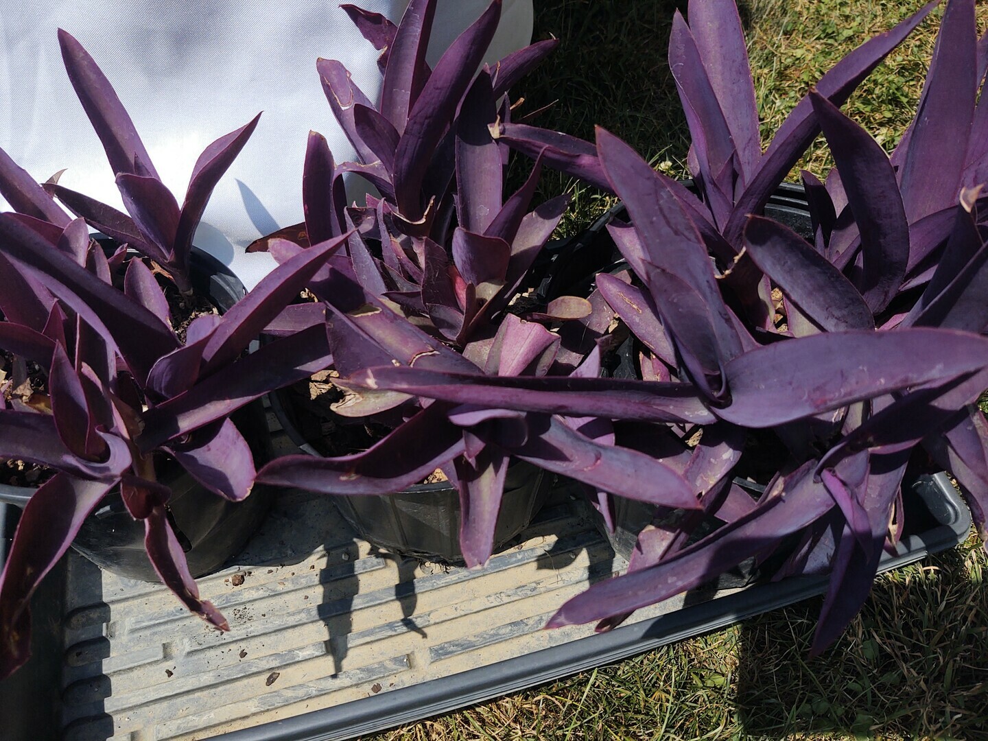 Schoolyard Winery's Farmers Market - Schoolyard Winery's Farmers Market