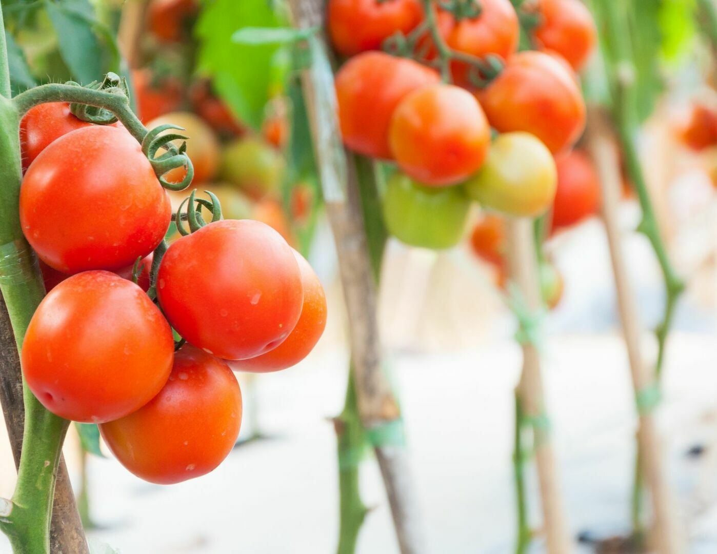 Growing Great Tomatoes with Larry Wagner - Growing Great Tomatoes with Larry Wagner