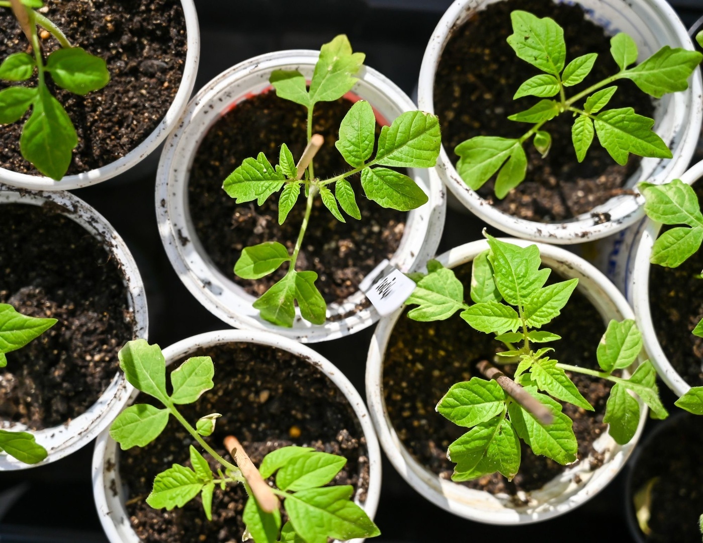 Growing Great Tomatoes with Larry Wagner - Growing Great Tomatoes with Larry Wagner