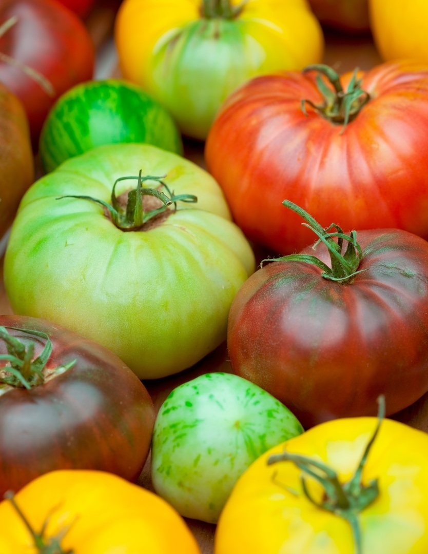 Growing Great Tomatoes with Larry Wagner - Growing Great Tomatoes with Larry Wagner