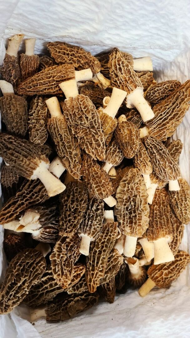 Jack Pine Glass Garden Art Festival - Jack Pine Glass Garden Art Festival