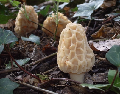 Mesick Mushroom Festival