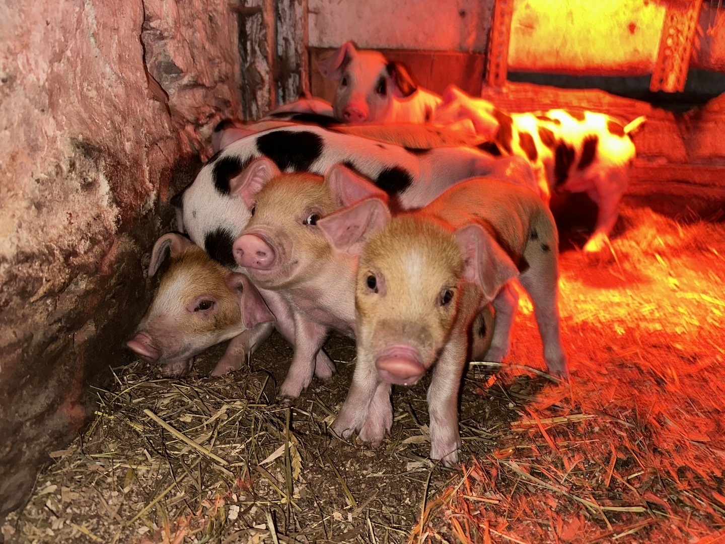 FARM ANIMAL FROLIC  - May 17, 18, 24 & 25 Quiet Valley Living Historical Farm - FARM ANIMAL FROLIC  - May 17, 18, 24 & 25 Quiet Valley Living Historical Farm