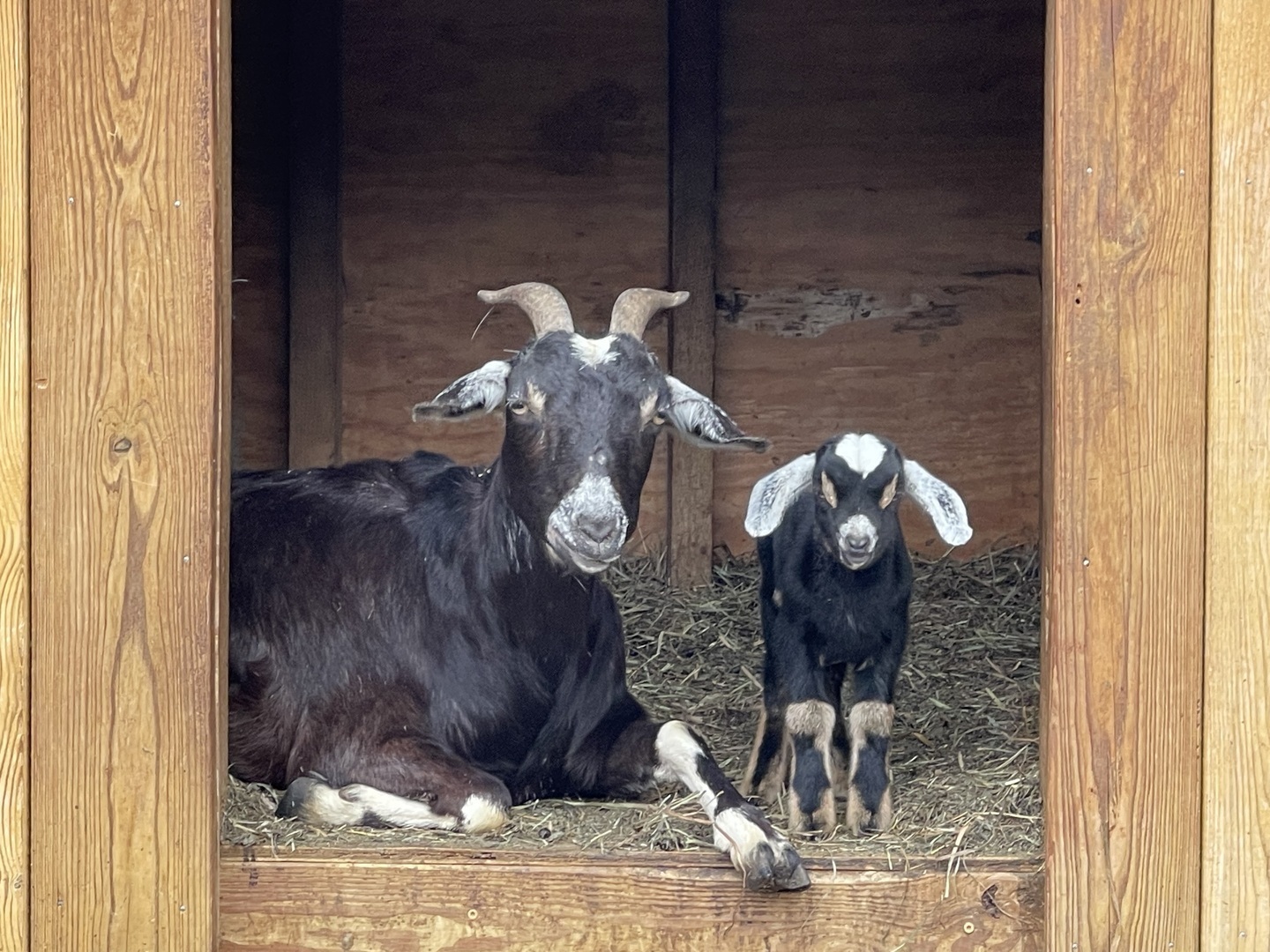 FARM ANIMAL FROLIC  - May 17, 18, 24 & 25 Quiet Valley Living Historical Farm - FARM ANIMAL FROLIC  - May 17, 18, 24 & 25 Quiet Valley Living Historical Farm
