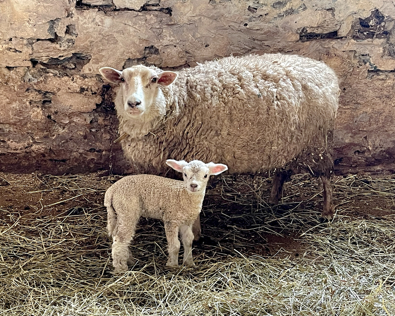 FARM ANIMAL FROLIC  - May 17, 18, 24 & 25 Quiet Valley Living Historical Farm - FARM ANIMAL FROLIC  - May 17, 18, 24 & 25 Quiet Valley Living Historical Farm