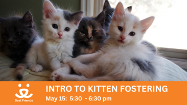 Introduction to Kitten Fostering