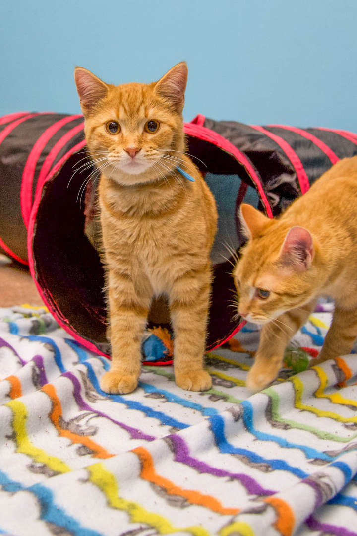 POP Cats Columbus 2025 - POP Cats Columbus 2025