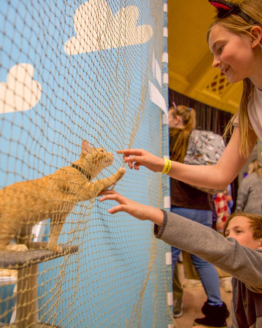 POP Cats Columbus - POP Cats Columbus