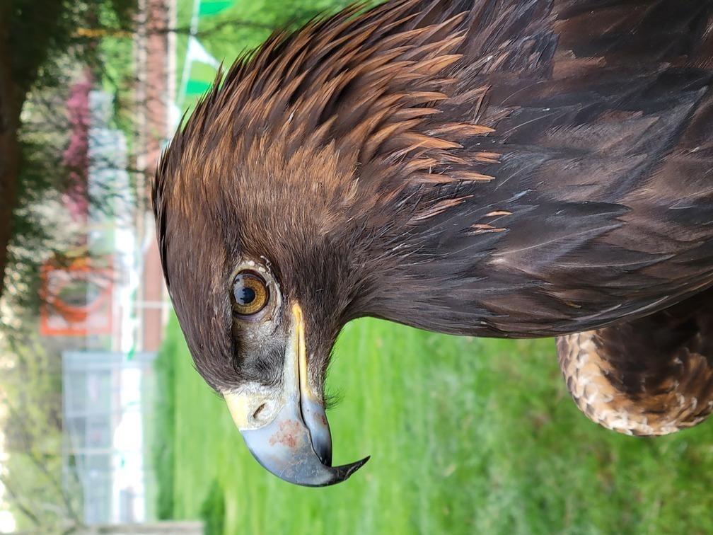 Snake River Raptor Fest - Snake River Raptor Fest