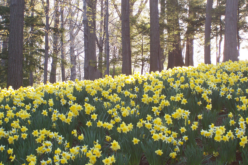 Blue Lunch @ Lakeview Cemetery Concert Series - Blue Lunch @ Lakeview Cemetery Concert Series