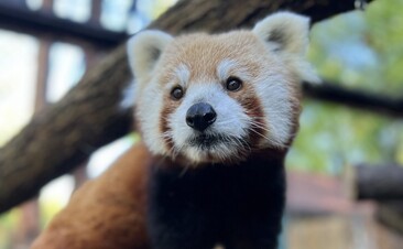 KEEPER CHATS @ Brandywine Zoo