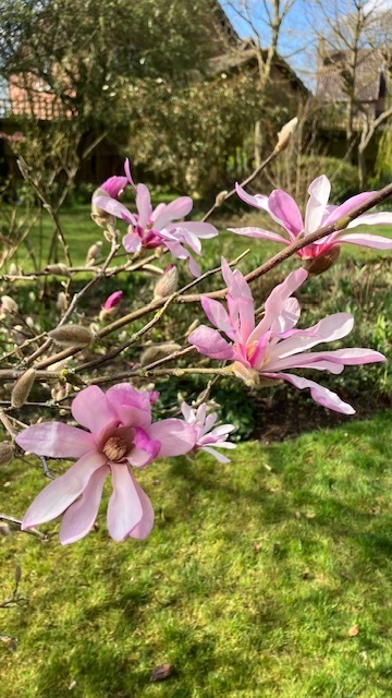 Old Newton Open Gardens, weekend of 7 & 8 June - Old Newton Open Gardens, weekend of 7 & 8 June