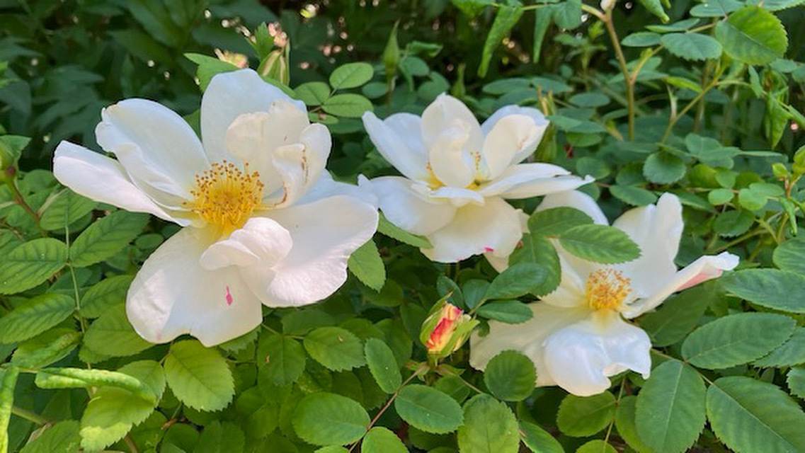 Old Newton Open Gardens, weekend of 7 & 8 June - Old Newton Open Gardens, weekend of 7 & 8 June