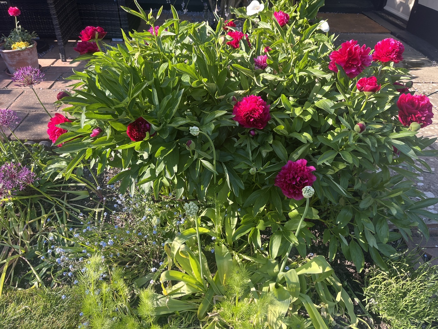 Old Newton Open Gardens, weekend of 7 & 8 June - Old Newton Open Gardens, weekend of 7 & 8 June