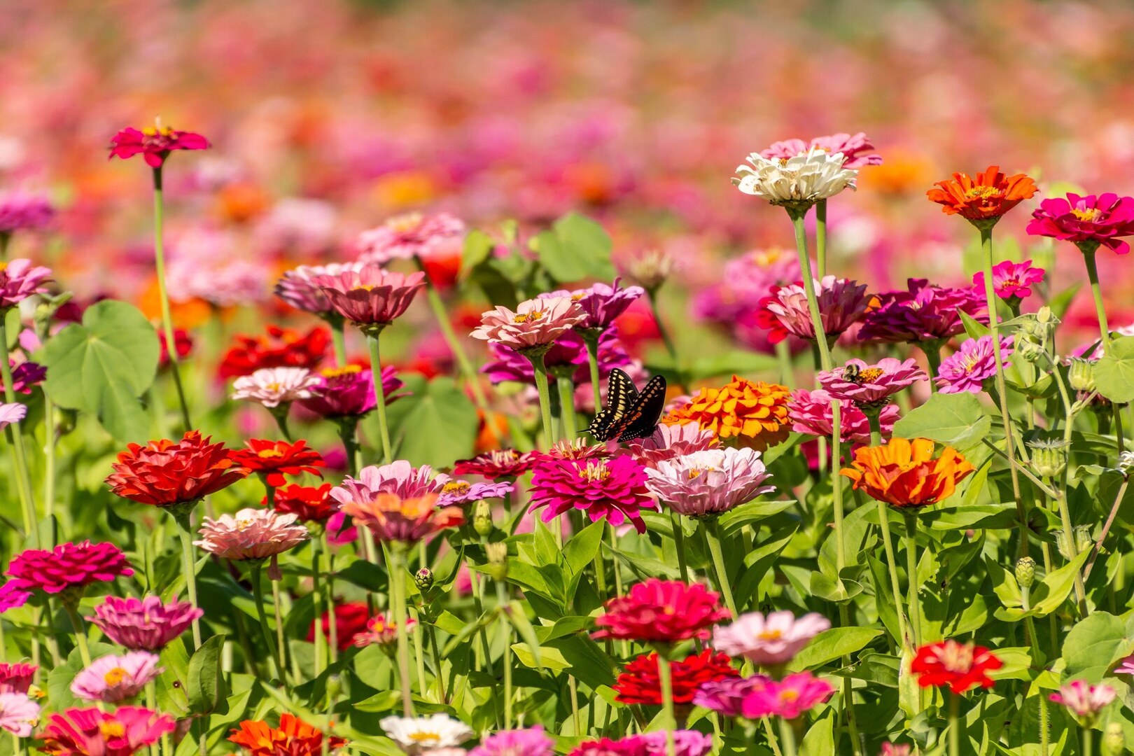 Petals and Princesses - Petals and Princesses