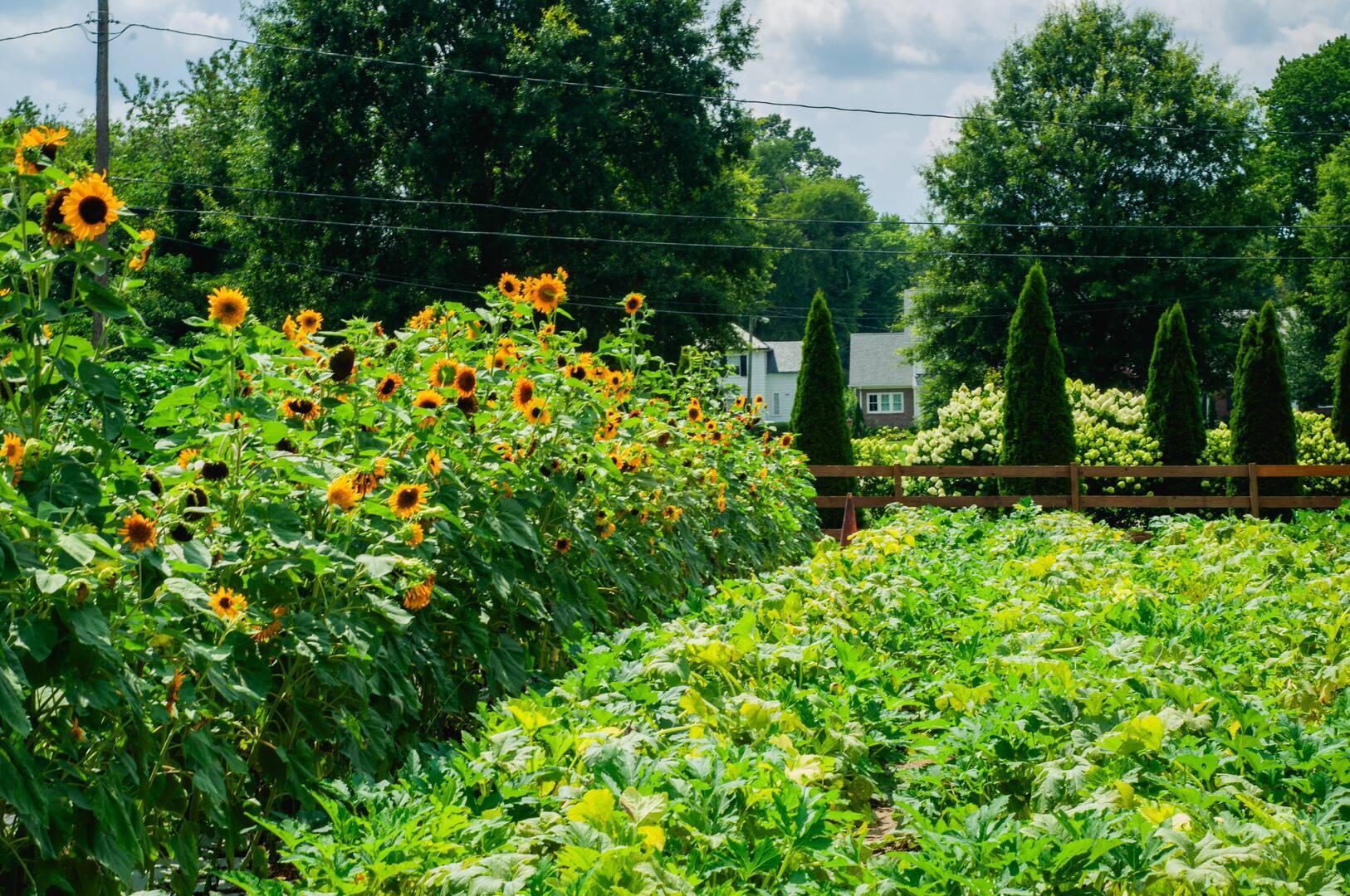 Shalom Farms Open House - Shalom Farms Open House