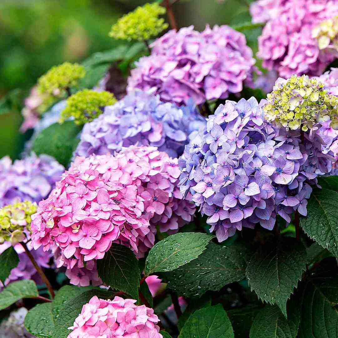 Sandwich Arts Alliance Hydrangea Fest