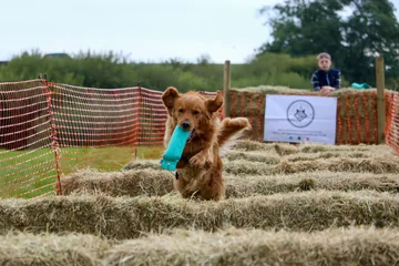 Whitchurch Herald Events Gundog Scurry Fun Dog Show