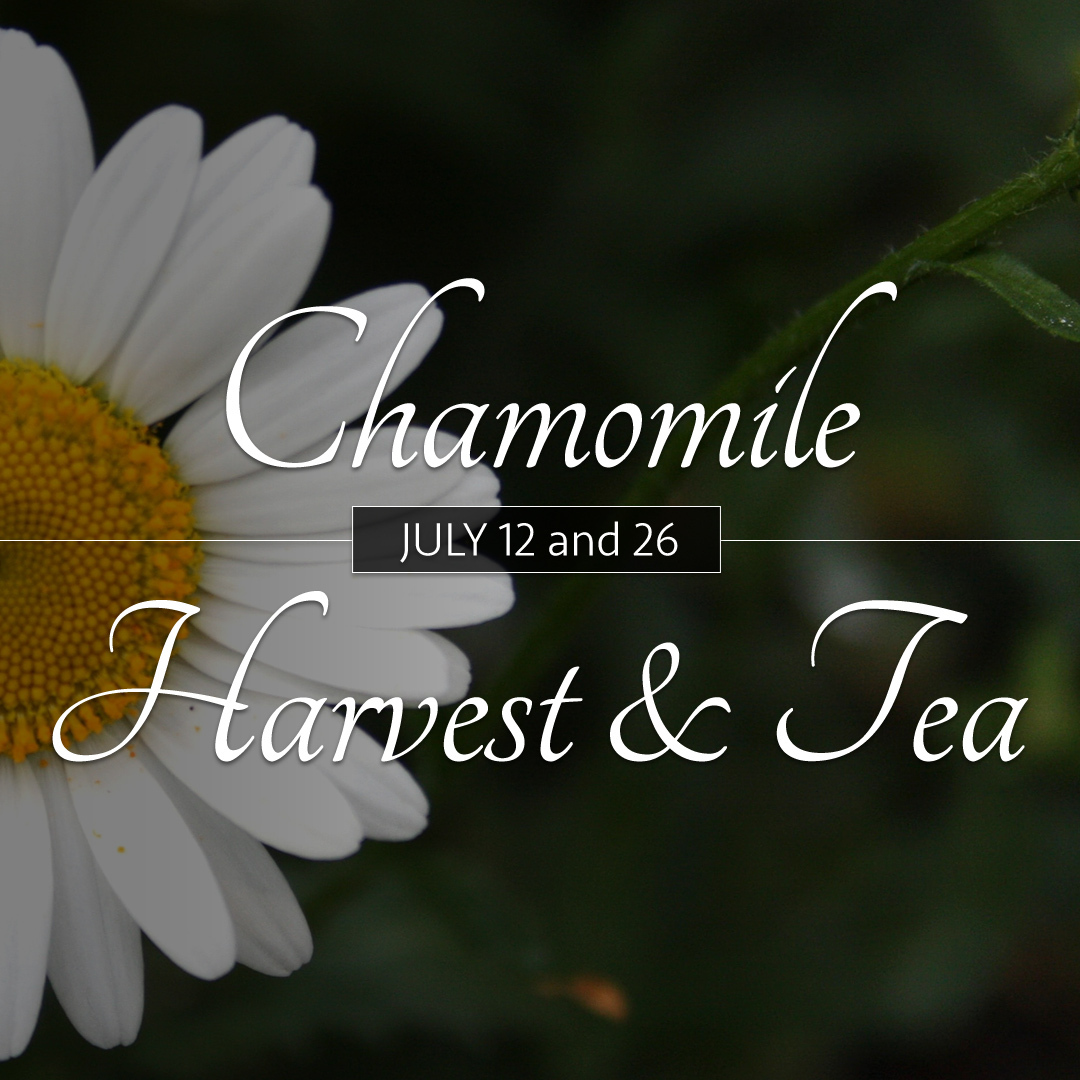 Chamomile Harvest and Tea