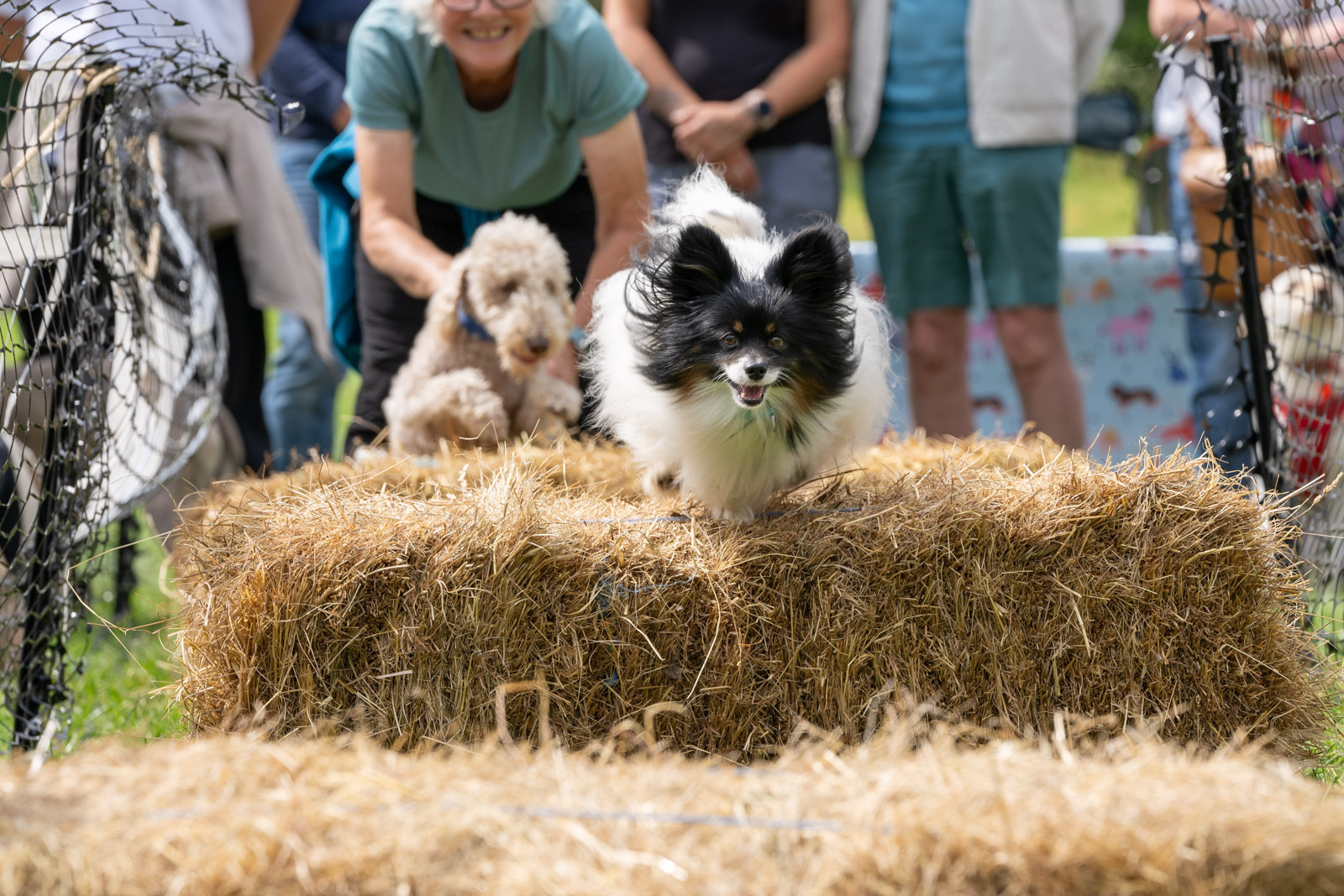 Tower Dog Fête 2025 - Tower Dog Fête 2025