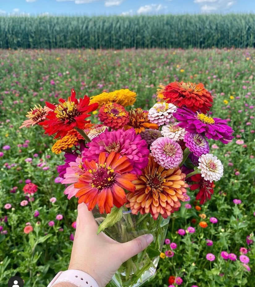 Iowa Flower Festival - Iowa Flower Festival