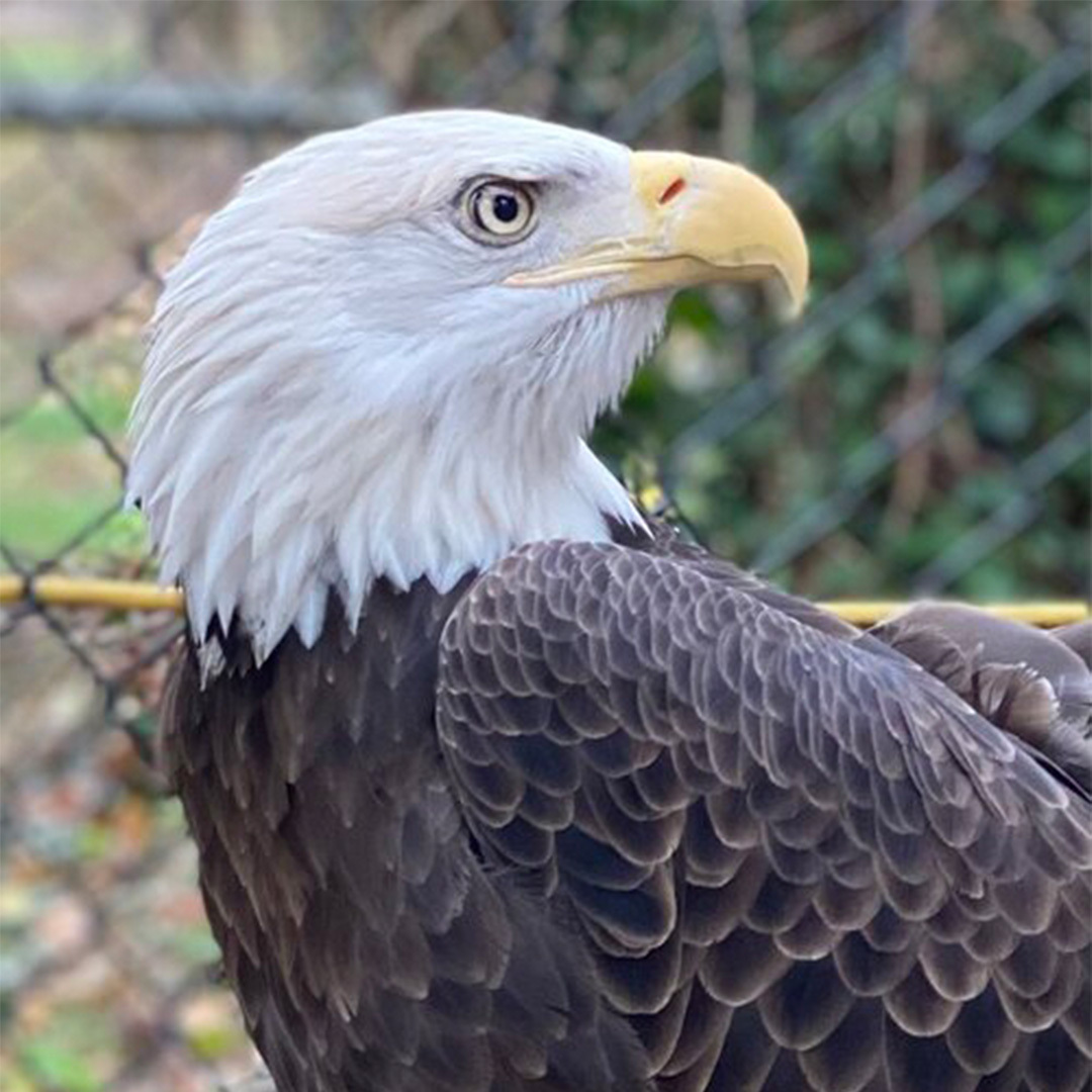 2025 LI Celtic Festival & Highland Games - 2025 LI Celtic Festival & Highland Games
